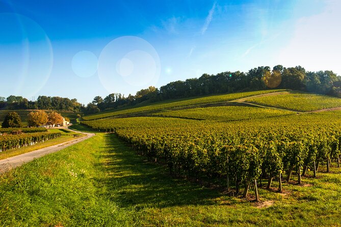 Gaillac Wine Half Day Tour from Toulouse