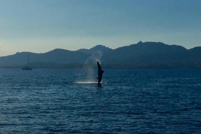 Olbia Bay Dolphin-Watching Boat Tour